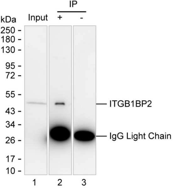 Anti-ITGB1BP2
