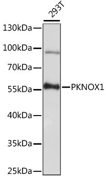 Anti-PKNOX1