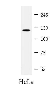 Anti-SLCO1B3 / OATP1B3