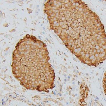 Anti-alpha-Tubulin