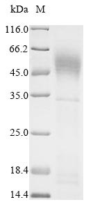 Pulmonary surfactant-associated protein A1 (SFTPA1), human, recombinant