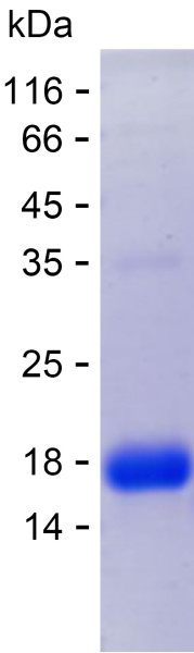 Recombinant Human CD1A Protein