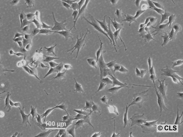 C2C12 Cells