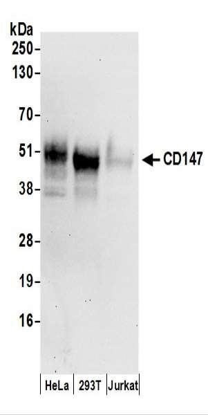 Anti-CD147