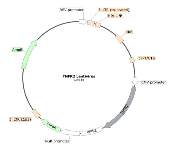 TNFR2 Lentivirus