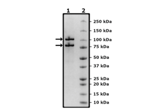 PI3 Kinase p110alpha (H1047L)/p85alpha, FLAG-Tag Recombinant