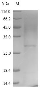 14 kDa fusion protein (A27L), Variola virus, recombinant