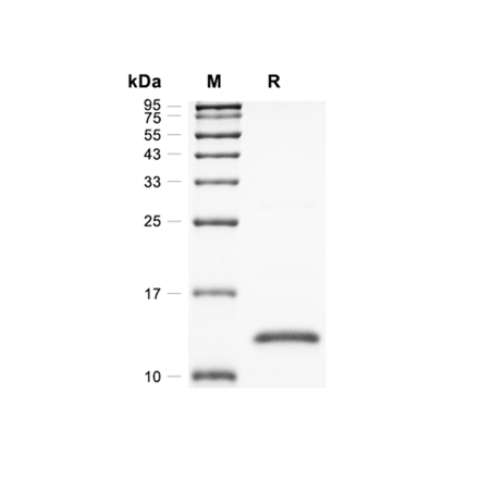 Interferon-gamma (IFNG) Recombinant (Mouse)