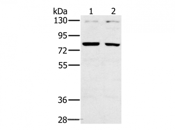 Anti-CD44