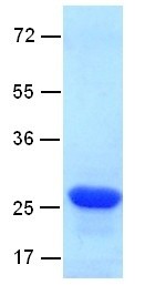 RalB (v-ral simian leukemia viral oncogene homolog B), human, recombinant full length, His6-tag [E.