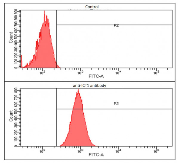 Anti-ICT1, clone 1E9