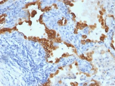 Anti-Nuclear Membrane(NM97), CF568 conjugate, 0.1mg/mL