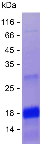 Recombinant Human Retinoid X Receptor alpha Protein