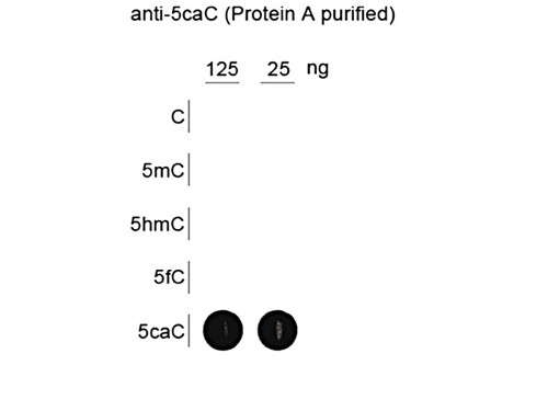 Anti-5-Carboxylcytosine
