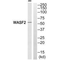 Anti-WASF2