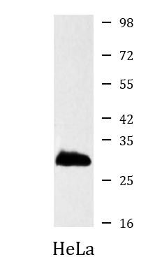 Anti-Syntenin, clone 3D9-G9-H4