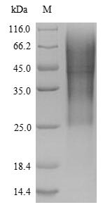 Glucagon-like peptide 1 receptor (Glp1r), partial, rat, recombinant