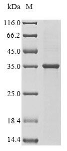 Cathepsin W (Ctsw), mouse, recombinant