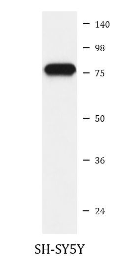 Anti-DRD1 / Dopamine Receptor D1