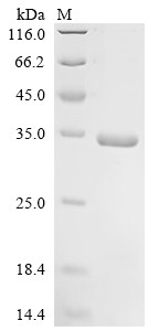 Interferon alpha-2 (Ifna2), mouse, recombinant