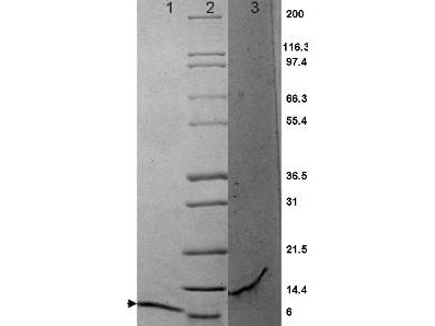 MIP-3alpha, mouse recombinant (rmMIP-3a)