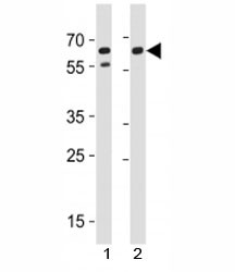 Anti-CD46