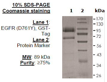 EGFR (D761Y), GST-Tag