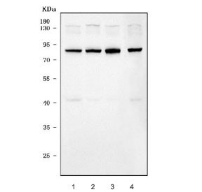 Anti-ERVW-1 / Syncytin-1