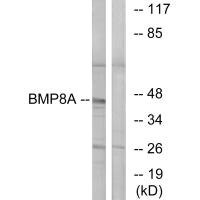Anti-BMP8A