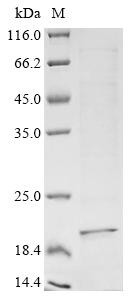 Collagen alpha-1 (VIII) chain (COL8A1), partial, human, recombinant