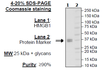 HMGB1, Avi-His-Tag, Biotin-labeled