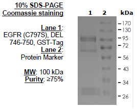 EGFR (C797S), DEL 746-750, GST-Tag