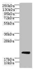 Anti-CYBC1