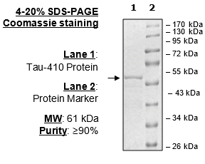 Tau-410 Protein