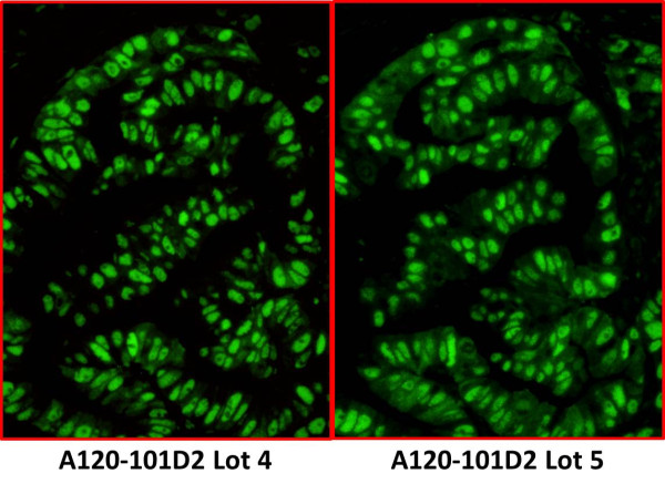 Anti-Rabbit IgG-heavy and light chain, DyLight(R) 488 conjugated