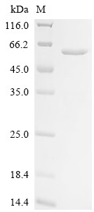 Angiopoietin-related protein 6 (ANGPTL6), human, recombinant