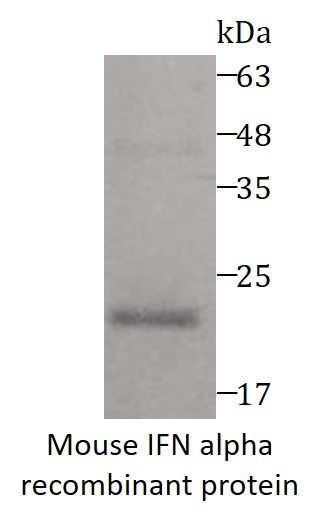 Mouse IFN alpha recombinant protein (Active) (His-tagged)