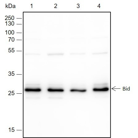 Anti-Recombinant Bid, clone A142