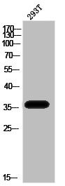 Anti-Phospho-PBK (T9)