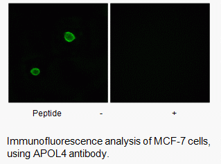 Anti-APOL4