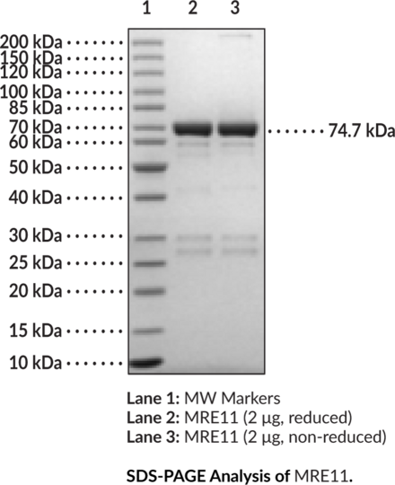 MRE11 (human, recombinant, aa 1-411)
