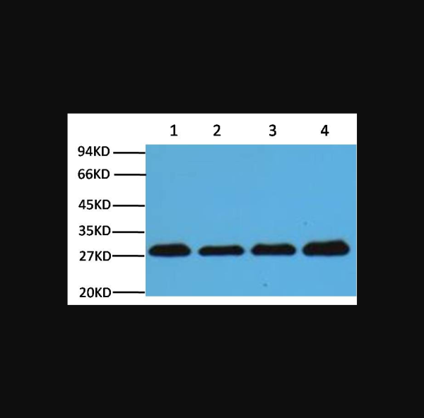 Anti-PCNA, monoclonal