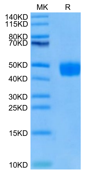 Cynomolgus BST1 Protein
