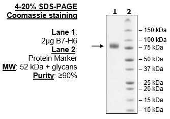 B7-H6, Fc-Fusion-Avi-Tag, Biotin-Labeled (Human)