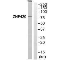 Anti-ZNF420