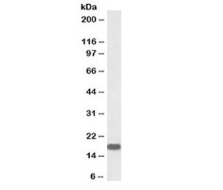 Anti-Neurogranin