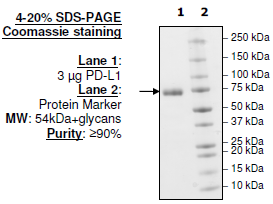 PD-L1 (Y56A), Fc fusion, Biotin-labeled