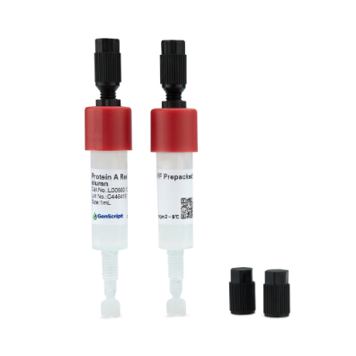 Protein A Resin FF Prepacked Column