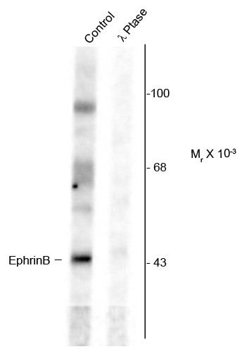 Anti-phospho-EphrinB (Tyr331)
