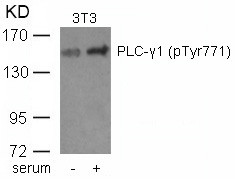 Anti-phospho-PLC gamma1 (Tyr771)